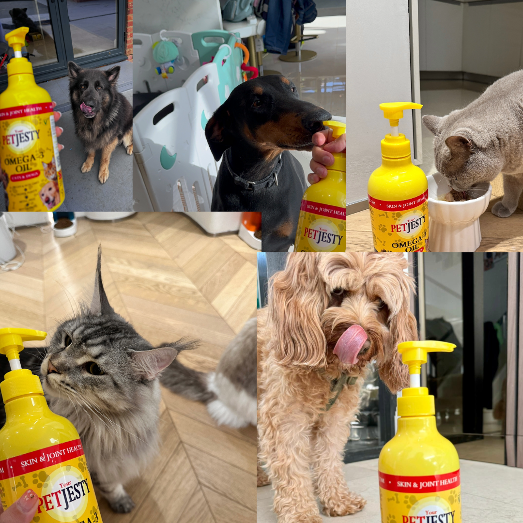 PetJesty Premium: Vegan Omega 3, 6 & 9 Algae Oil for Cats and Dogs